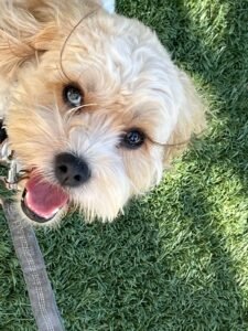 These Dog Owners Shared Their Dog Looks That Will Paw-Sitively Brighten Your Day (And Maybe Steal Your Snacks) 🐶💖